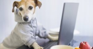 dog in a sweater at a laptop